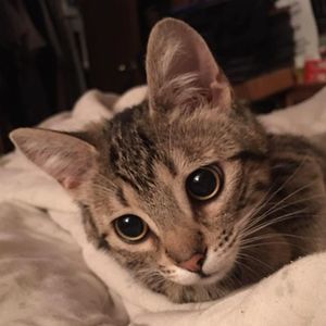 Meet your Posher, Joy